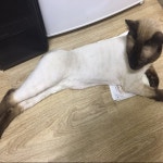 고양이를 찾습니다(고양이분실신고), 샴, 수컷, 2살, 인천광역시 남구 남구 인하로 47번길 127 (인하대 후문 원룸 구역 제이할인 마트 부근 원룸)... 