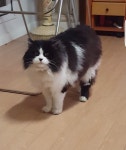 고양이를 찾습니다(고양이분실신고), 친칠라캣, 수컷, 5살, 경기도 광주시 양벌리 한솔유치원 부근이에요에서 실종 고양이를 찾습니다... 