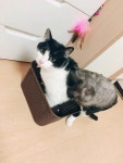 고양이를 찾습니다(고양이분실신고), 기타묘종, 코숏, 수컷, 1살, 경기도 수원시 장안구 영화동 벽산아파트 101동 주변에서 실종 고양이를... 