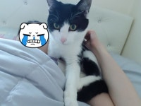 고양이를 찾습니다(고양이분실신고), 기타묘종, 코숏, 수컷, 1살, 경기도 수원시 장안구 영화동 벽산아파트 101동 주변에서 실종 고양이를... 