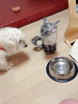 고양이 주인을 찾습니다, 기타묘종, 성별모름, 2살, 경기도 시흥시 정왕동 정왕역 gs25 편의점에서 구조 고양이 주인을 찾습니다, 기타묘종... 