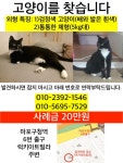 고양이를 찾습니다(고양이분실신고), 코리아쇼트헤어, 암컷, 3살, 서울특별시 마포구 마포구청역 6번출구 gs편의점 망원 마젤란점에서 실종... 