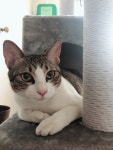 1살, 서울특별시 강서구 화곡동 가로공원로에서 실종 고양이를 찾습니다, 코리아쇼트헤어, 수컷, 서울특별시 강서구 화곡동 가로공원로, 실종신고