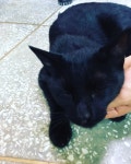 고양이를 찾습니다(고양이분실신고), 코리아쇼트헤어, 암컷, 나이는... 고양이분실신고, 코리아쇼트헤어, 암컷, 충청북도 청주시 흥덕구... 