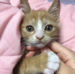 고양이를 찾습니다, 기타묘종, 치즈태비, 암컷, 1살미만, 부산광역시 해운대구 반여2동 에덴동산타운아파트 102동 15층에서 실종 고양이를... 