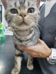 단지 안에서 구조 고양이 주인을 찾습니다, 아메리칸쇼트헤어, 수컷, 서울특별시 송파구 문정로데오거리 근처 가락 우성아파트 단지 안, 구조신고