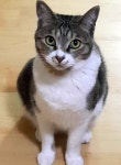 홈플근처 주공5단지,6단지에서 실종 고양이를 찾습니다, 코리아쇼트헤어, 암컷, 제주특별자치도 서귀포시 서귀포 동홍동 홈플근처 주공5단지... 