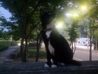 고양이 주인을 찾습니다, 기타묘종, 성별모름, 4살, 대구광역시 동구 율하동 셋터공원 율원초등학교 맞은편에서 목격 고양이 주인을 찾습니다... 