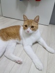 화곡본동 화일초 후문 부근 빌라에서 실종 고양이를 찾습니다, 코리아쇼트헤어, 수컷, 서울특별시 강서구 화곡본동 화일초 후문 부근 빌라, 실종신고
