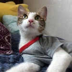녹양동 현대아파트 근처 공원에서 구조 고양이 주인을 찾습니다, 코리아쇼트헤어, 암컷, 경기도 의정부시 녹양동 현대아파트 근처 공원, 구조신고