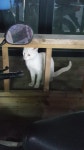 고양이 주인을 찾습니다, 터키시앙고라, 성별모름, 나이모름, 대전광역시 동구 가양동 CU가양플라워점 부근에서 목격 고양이 주인을 찾습니다... 