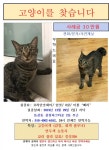 고양이를 찾습니다, 코리아쇼트헤어, 암컷, 2살, 부산광역시 영도구 동삼동 삼창파크타운 2동 부근에서 실종 고양이를 찾습니다, 코리아쇼트헤어... 
