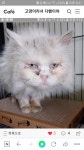 고양이 주인을 찾습니다, 페르시안, 암컷, 2살, 부산광역시 북구 금곡대로 324번길 24 새진흥상가 2층261호에서 목격 고양이 주인을... 