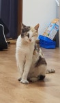 고양이 주인을 찾습니다, 기타묘종, 성별모름, 나이는 잘모름, 경상북도 영양군 군청사거리 나드리김밥천국에서 구조 고양이 주인을 찾습니다... 