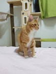 부근(어은로)에서 실종 고양이를 찾습니다, 코리아쇼트헤어, 수컷... 남구 울산 남구 무거동 서울산새마을금고 삼호지점 부근(어은로), 실종신고