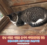고양이를 찾습니다, 코리아쇼트헤어, 수컷, 1살미만, 충청남도 서천군 서해동물병원에서 도망가서 오창건설부근에서 사라짐에서 실종 고양이를... 