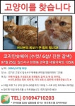 1~2호라인 주변에서 실종 고양이를 찾습니다, 코리아쇼트헤어, 수컷, 경기도 고양시 일산서구 큰마을대림아파트 125동 1~2호라인 주변, 실종신고