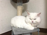 고양이를 찾습니다, 페르시안, 수컷, 6살, 부산광역시 수영구 광안동 힐탑근처에서 실종 고양이를 찾습니다, 페르시안, 수컷, 부산광역시 수영구... 