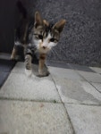 고양이 주인을 찾습니다, 코리아쇼트헤어, 암컷, 나이모름, 경상남도 양산시 양산 명동 삼산사랑채 아파트 화단에서 목격 고양이 주인을 찾습니다... 