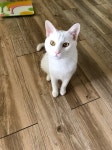 신동 동북아파트 근처에서 실종 고양이를 찾습니다, 기타묘종, 믹스묘... 고양이(노란눈), 수컷, 전라북도 익산시 신동 동북아파트 근처, 실종신고