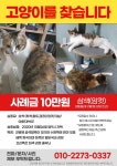 암컷, 3살, 인천광역시 남동구 구월1동성당인근에서 실종 고양이를 찾습니다, 코리아쇼트헤어, 암컷, 인천광역시 남동구 구월1동성당인근, 실종신고