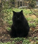 고양이 주인을 찾습니다, 페르시안, 성별모름, 나이모름, 서울특별시 은평구 은평구 북한산 레미안 아파트 1단지에서 목격 고양이 주인을... 