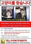 인주대로 128번길 40-14에서 실종 고양이를 찾습니다, 코리아쇼트헤어... 인천광역시 미추홀구 인천시 미추홀구 인주대로 128번길 40-14, 실종신고