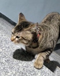고양이 주인을 찾습니다, 코리아쇼트헤어, 성별모름, 나이모름, 경상남도 창원시 성산구 신월동 토월복합상가 근처 주택가에서 목격 고양이... 