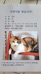 고양이를 찾습니다, 코리아쇼트헤어, 암컷, 5살, 인천광역시 미추홀구 도화 3동 유진 당구장 건물 4층에서 실종 고양이를 찾습니다... 