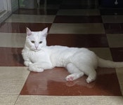 동물보호센터 : 이미지보기
