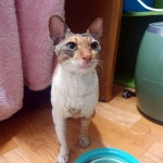 신관동 주공 3단지 아파트에서 구조 고양이 주인을 찾습니다, 기타묘종... 믹스 같음, 암컷, 충청남도 공주시 신관동 주공 3단지 아파트, 구조신고