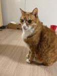 수영구 망미로8번길 39-1 옆집에서 실종 고양이를 찾습니다, 코리아쇼트헤어, 수컷, 부산광역시 수영구 망미로8번길 39-1 옆집, 실종신고