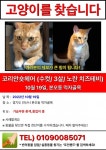본오동 샘골로 먹자 골목에서 실종 고양이를 찾습니다, 코리아쇼트헤어... 수컷, 경기도 안산시 상록구 본오동 샘골로 먹자 골목, 실종신고