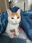 고양이를 찾습니다, 코리아쇼트헤어, 수컷, 1살, 부산광역시 금정구 구서2동 에이스동물병원 근처에서 실종 고양이를 찾습니다, 코리아쇼트헤어... 