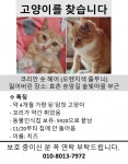 효촌 송암길에서 실종 고양이를 찾습니다, 코리아쇼트헤어, 암컷, 충청북도 청주시 상당구 효촌 송암길, 실종신고