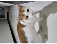 에서 구조 고양이 주인을 찾습니다, 코리아쇼트헤어, 수컷, 경상북도 구미시 태왕아너스타워 19층에서 최초 발견하였습니다., 구조신고