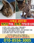 고양이를 찾습니다, 기타묘종, 코숏, 수컷, 12살, 부산광역시 부산진구 초읍동 휘고 까페부근(어린이대공원쪽)에서 실종 고양이를 찾습니다... 