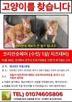 호수빌라 근처에서 실종 고양이를 찾습니다, 코리아쇼트헤어, 수컷, 전라북도 전주시 덕진구 인후동1가 883-11번지 호수빌라 근처, 실종신고