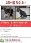 지천로 84번길 12-3, 1토지 제1공원 놀이터에서 실종 고양이를... 수컷, 경상북도 영주시 지천로 84번길 12-3, 1토지 제1공원 놀이터, 실종신고
