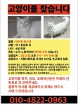 김해시 월산로 26, 석봉대동마을 602동 근처에서 실종 고양이를... 암컷, 경상남도 김해시 월산로 26, 석봉대동마을 602동 근처, 실종신고