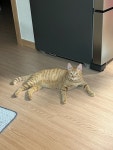 고양이를 찾습니다, 코리아쇼트헤어, 암컷, 1살, 경상북도 포항시 남구 포항자이 106동 ~107동 사이 풀숲에서 실종 고양이를 찾습니다... 