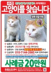 수컷, 3살, 경기도 안성시 원곡면 카페멜멜에서 실종 고양이를 찾습니다, 코리아쇼트헤어, 수컷, 경기도 안성시 원곡면 카페멜멜, 실종신고