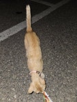 고양이 주인을 찾습니다, 코리아쇼트헤어, 성별모름, 나이모름, 전라북도 군산시 군산시 소룡동 신도시아파트 102동 주차장에서 목격 고양이... 