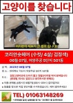 고양이를 찾습니다, 코리아쇼트헤어, 수컷, 4살, 전라북도 익산시 어양동 주공아파트 501동 부근에서 실종 고양이를 찾습니다, 코리아쇼트헤어... 