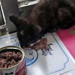 고양이 주인을 찾습니다, 기타묘종, 모름, 성별모름, 1살미만, 경기도 수원시 장안구 동신1차 아파트 정문 앞 열정국밥상가건물 1층 문앞에서... 