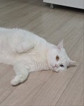 고양이를 찾습니다, 브리티시쇼트헤어, 수컷, 3살, 경기도 수원시 영통구 광교호반베르디움트라엘 8105동 자택에서 실종 고양이를 찾습니다... 