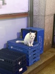 일산역 일산현대홈타운1차아파트 뒷 가향국밥 gs25편의점 부근에서 목격 고양이 주인을 찾습니다, 기타묘종, 성별모름, 경기도 고양시 일산서구... 