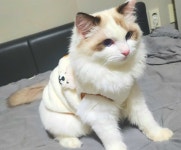 고양이를 찾습니다, 래그돌, 수컷, 1살, 서울특별시 영등포구 한강공원 이마트24 여의도4호점에서 실종 고양이를 찾습니다, 래그돌, 수컷... 