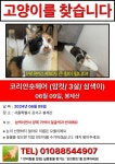 화곡동 정은파크빌정류장 인근에서 실종 고양이를 찾습니다, 코리아쇼트헤어, 암컷, 서울특별시 강서구 화곡동 정은파크빌정류장 인근, 실종신고