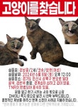 고양이를 찾습니다, 코리아쇼트헤어, 암컷, 2살, 경기도 안산시 상록구 본오로(CU안산 본오로점~오토아머 부근)에서 실종 고양이를 찾습니다... 